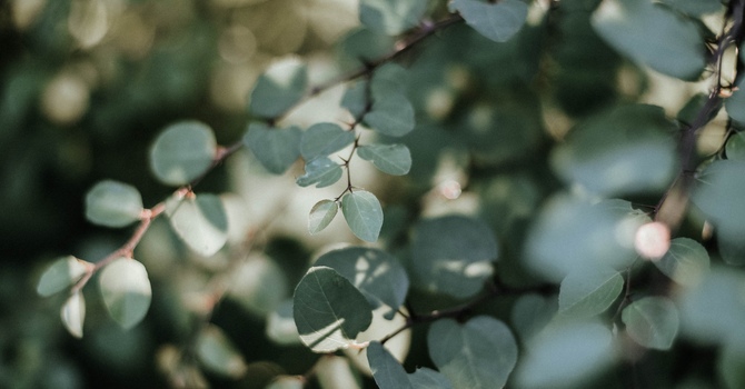 Gestalt Therapy and Somatic Approaches