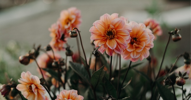 Gestalt Therapy and Somatic Approaches